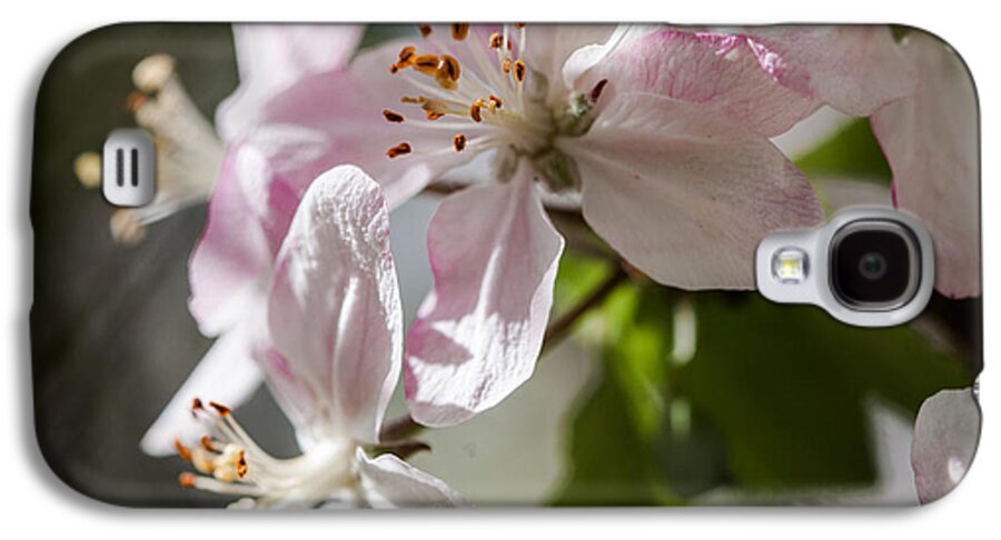 Apple Galaxy S4 Case featuring the photograph Apple Blossom by Ralf Kaiser