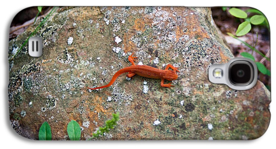 Eastern Galaxy S4 Case featuring the photograph Eastern Newt Juvenile 6 by Douglas Barnett