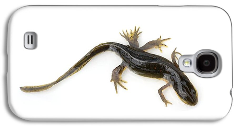 Eastern Newt Galaxy S4 Case featuring the photograph Mutated Eastern Newt by Lawrence Lawry