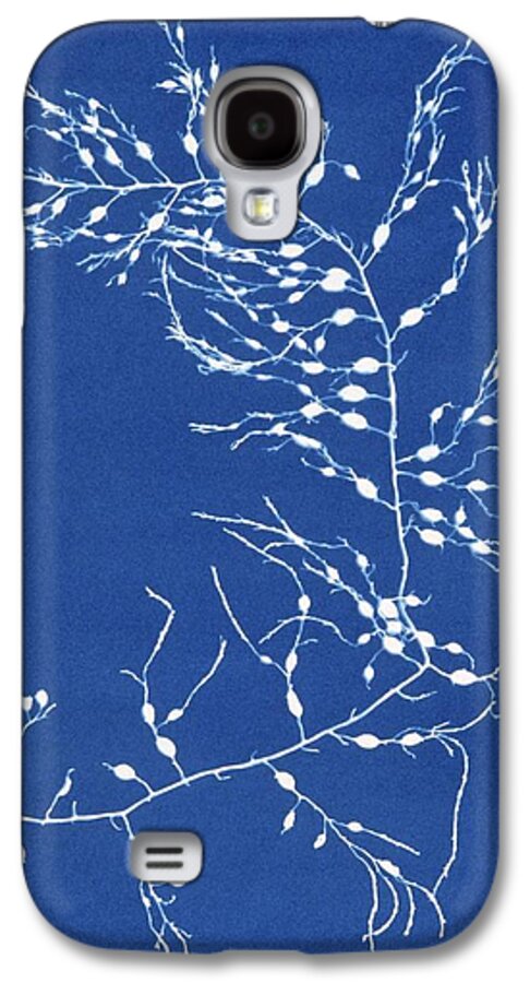 Cystoseira Fibrosa Galaxy S4 Case featuring the photograph 19th-century Alga Cyanotype by Spencer Collectionnew York Public Library