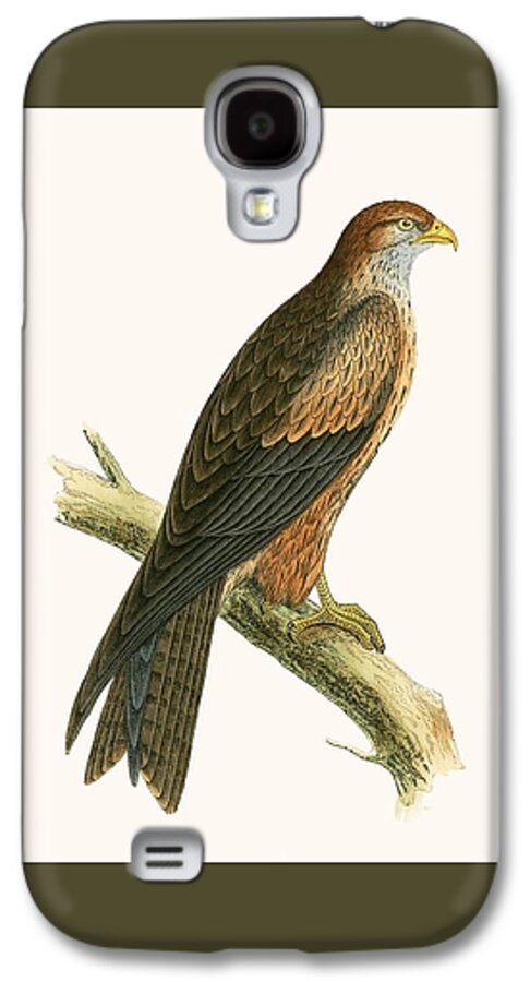 Ornithology Galaxy S4 Case featuring the painting Arabian Kite by English School