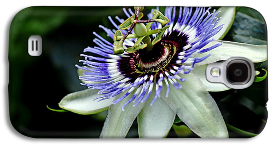 Passiflora Galaxy S4 Case featuring the photograph Blue Crown Passion Flower by Debbie Oppermann