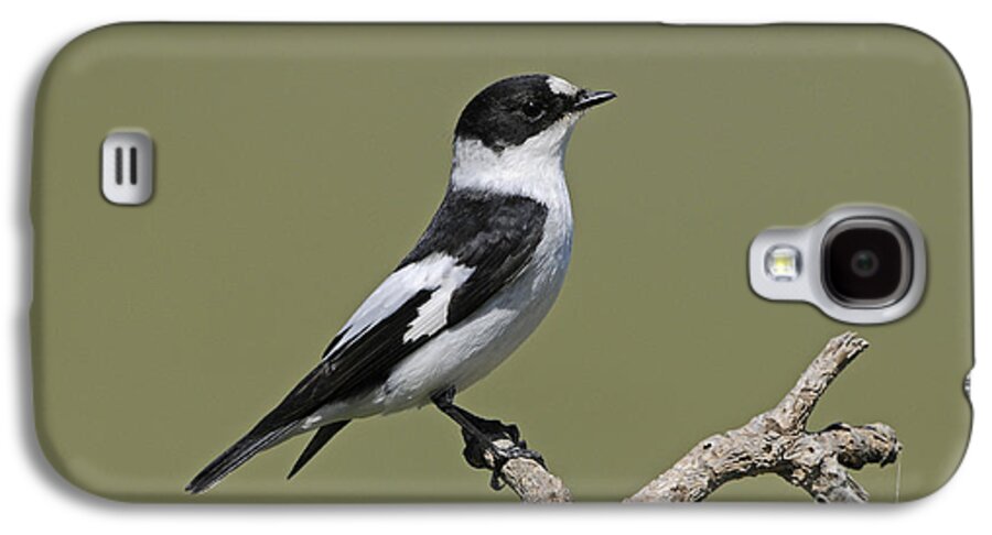 Collared Flycatcher Galaxy S4 Case featuring the photograph Collared Flycatcher by Richard Brooks/FLPA