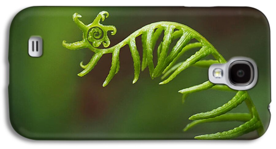 Fern Galaxy S4 Case featuring the photograph Delicate Fern Frond Spiral by Rona Black