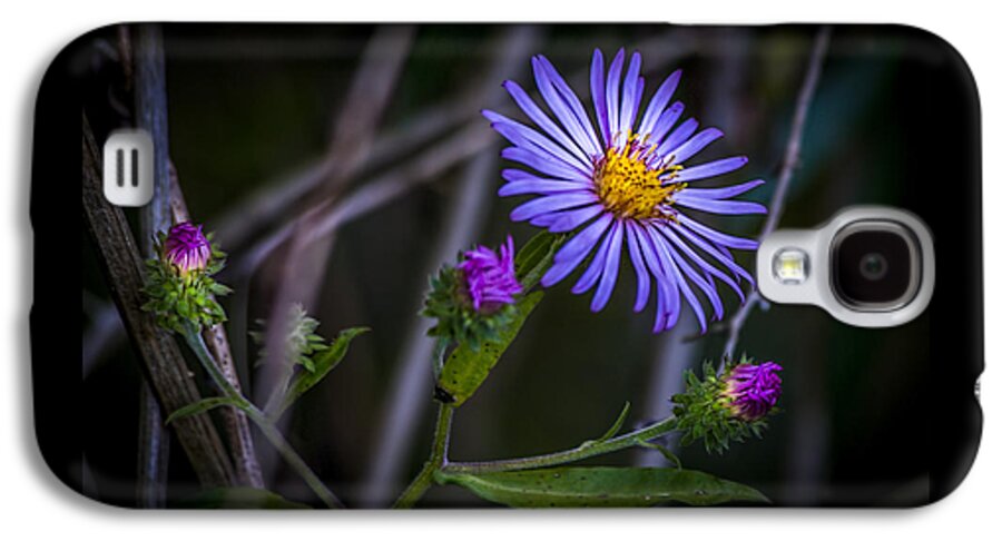 Blue Flowers Galaxy S4 Case featuring the photograph Field Beauty by Marvin Spates