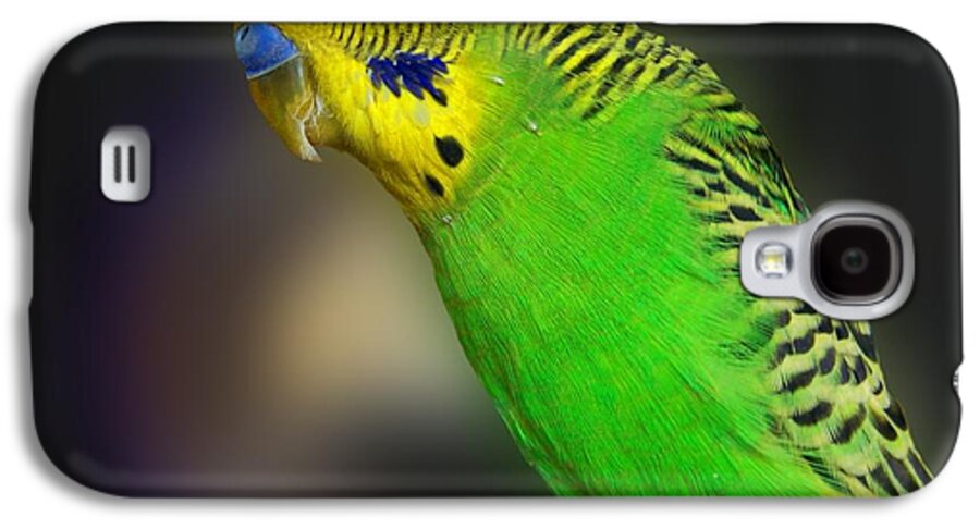 Bird Galaxy S4 Case featuring the photograph Green Parakeet Portrait by Jai Johnson