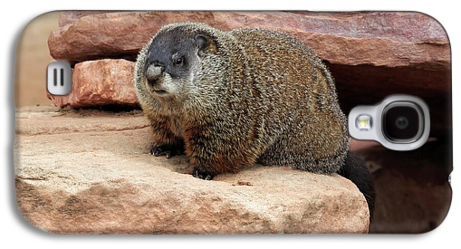 Groundhog Galaxy S4 Case featuring the photograph Groundhog by Louise Heusinkveld
