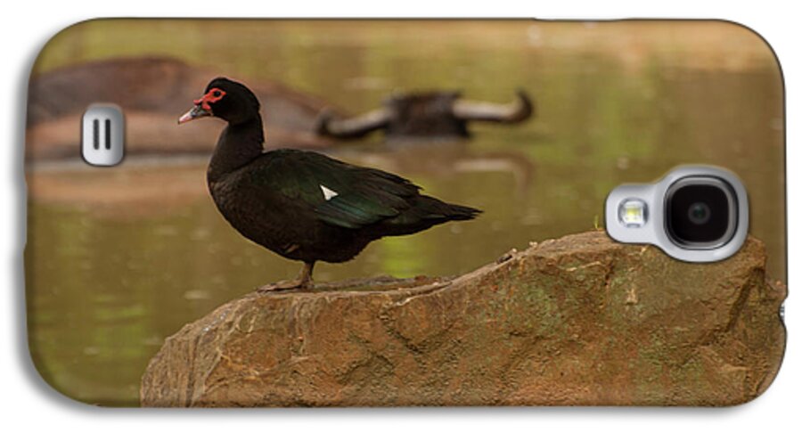 Muscovy Duck Galaxy S4 Case featuring the photograph Muscovy Duck by Flees Photos