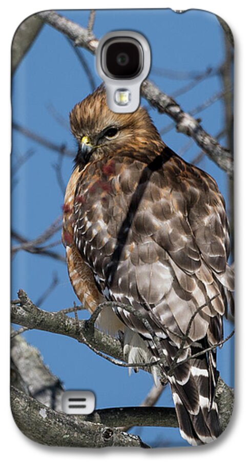 Red Shouldered Hawk Galaxy S4 Case featuring the photograph Red Shouldered Hawk 2017 by Bill Wakeley
