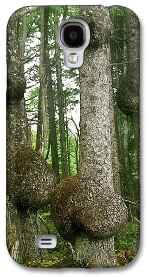 Spruce Galaxy S4 Case featuring the photograph Sitka Spruce Burls on the Olympic Coast Olympic National Park WA by Alexandra Till