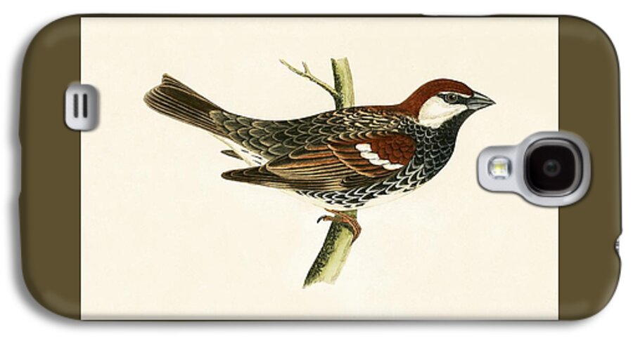 Sparrow Galaxy S4 Case featuring the painting Spanish Sparrow by English School