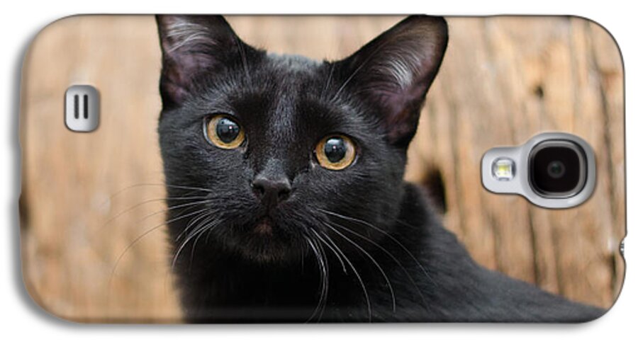 Black Cat Galaxy S4 Case featuring the photograph Velvet 2 by Irina ArchAngelSkaya