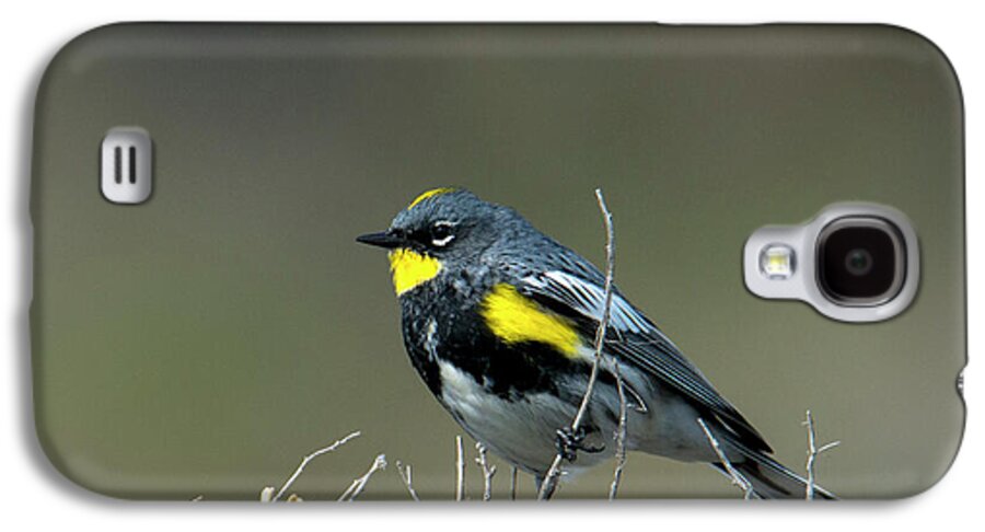 Yellow-rumped Warbler Galaxy S4 Case featuring the photograph Yellow-Rumped Warbler by Michael Dawson