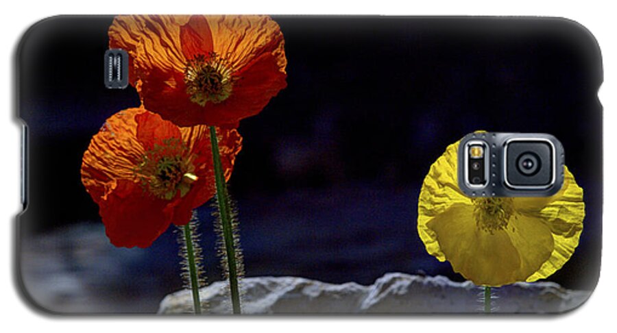 Iceland Poppies Galaxy S5 Case featuring the photograph And One Yellow by Joe Schofield