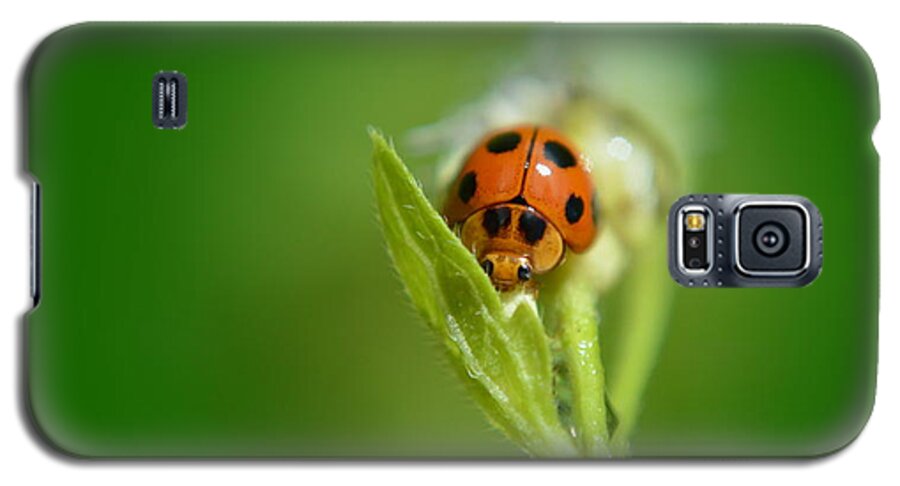 Animal Galaxy S5 Case featuring the photograph Ladybug by Michelle Meenawong