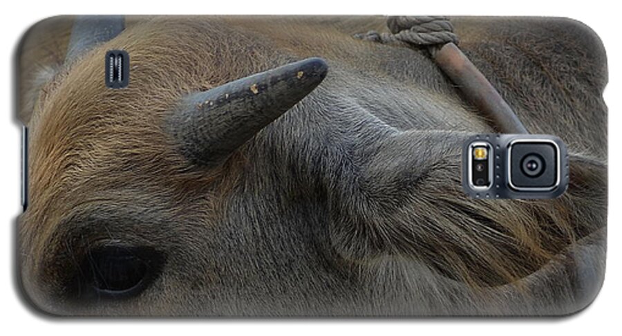 Michelle Meenawong Galaxy S5 Case featuring the photograph Young Buffalo by Michelle Meenawong