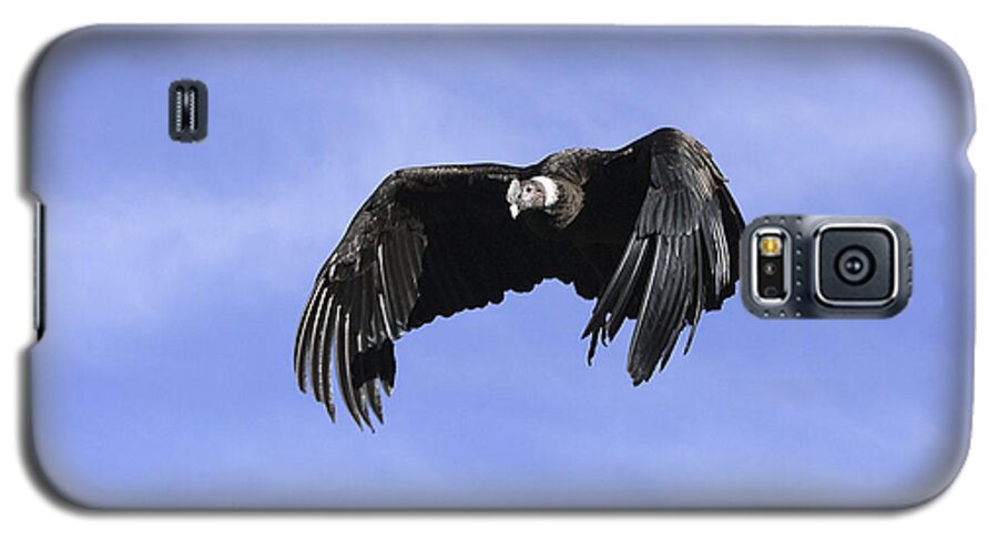 Andean Condor Galaxy S5 Case featuring the photograph Andean Condor #1 by M. Watson