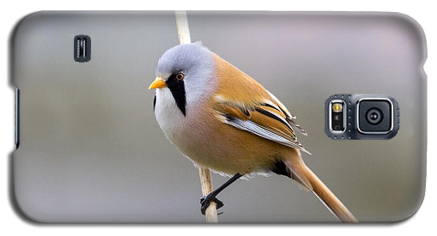 Bearded Tit Galaxy S5 Case featuring the photograph Bearded Tit #2 by Chris Smith