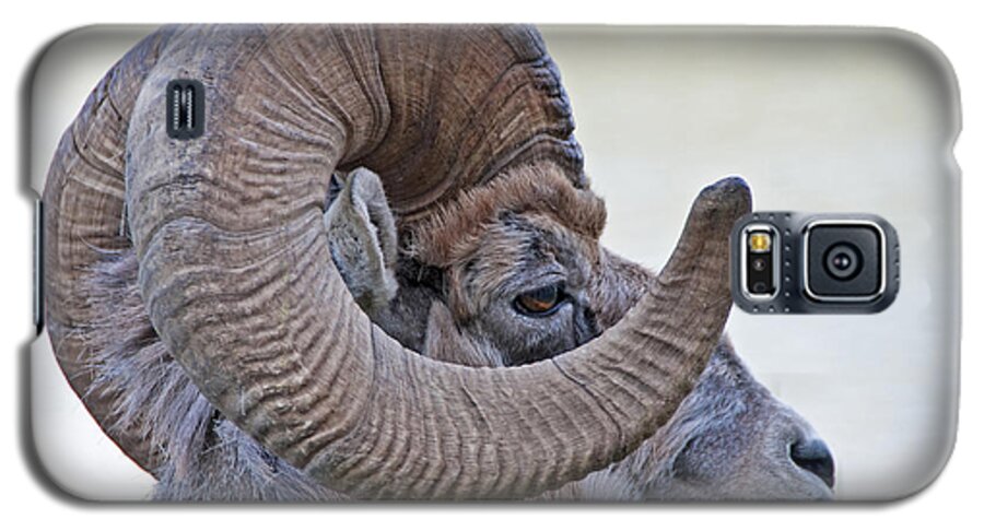 Wildlife Galaxy S5 Case featuring the photograph Bighorn mountain sheep 1 by Dennis Cox