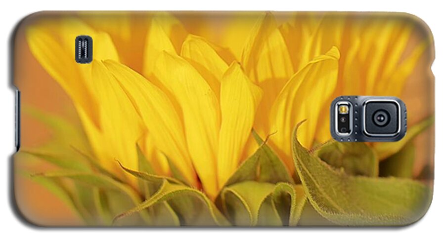 Sunflower Galaxy S5 Case featuring the photograph Bright and Sunny #2 by Deborah Crew-Johnson