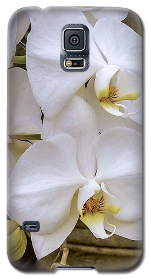 White Phalaenopsis Orchids. Orchids Galaxy S5 Case featuring the photograph Cascade of White Orchids #2 by Julie Palencia