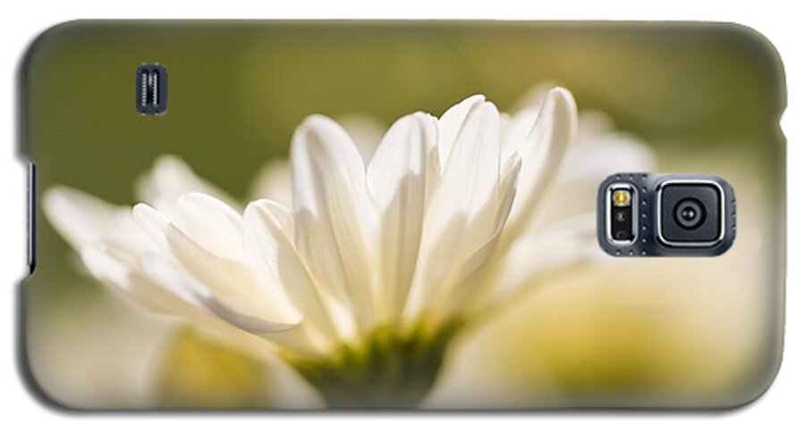 Chrysanthemum Galaxy S5 Case featuring the photograph Chrysanthemum Flowers #2 by Richard J Thompson 
