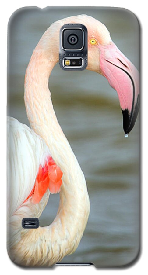 Photography Galaxy S5 Case featuring the photograph Greater Flamingo Phoenicopterus Roseus #1 by Panoramic Images