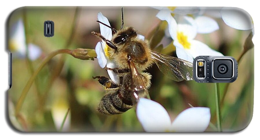 Honeybee Galaxy S5 Case featuring the photograph Honeybee on Bluet #2 by Lucinda VanVleck