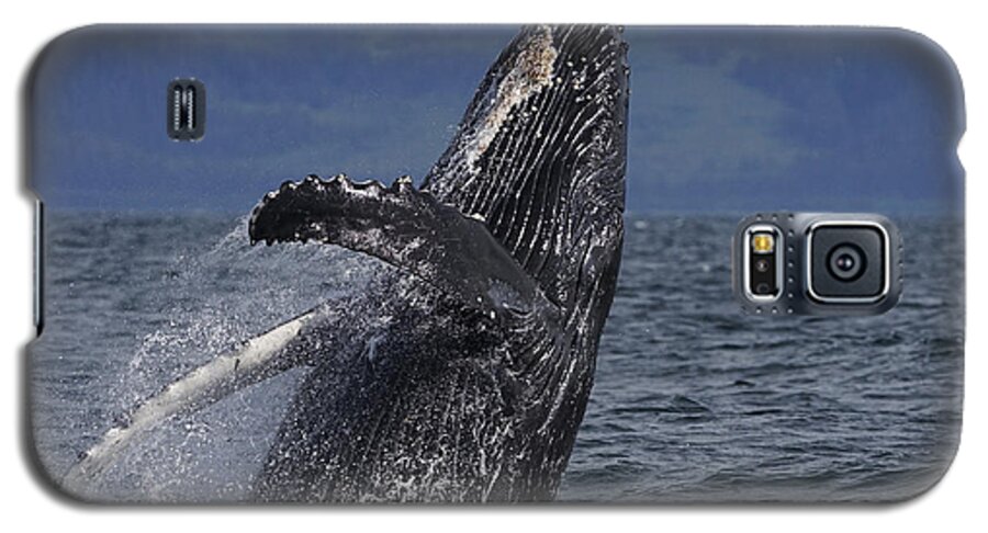 Hiroya Minakuchi Galaxy S5 Case featuring the photograph Humpback Whale Breaching Prince William #1 by Hiroya Minakuchi