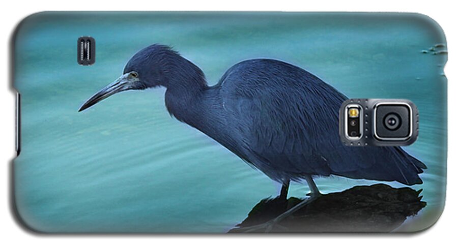 Blue Heron Galaxy S5 Case featuring the photograph Little Blue Heron #1 by Joseph G Holland