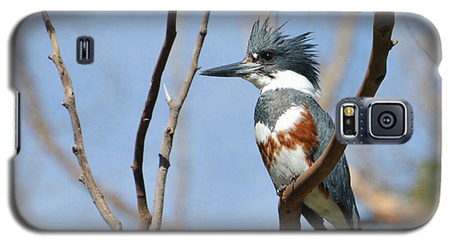 Belted Kingfisher Galaxy S5 Case featuring the photograph Little Prince #1 by Fraida Gutovich