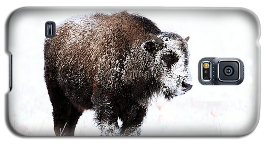 Bison Galaxy S5 Case featuring the photograph Lone Calf #1 by Donald J Gray
