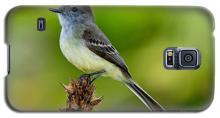Pale-edged Flycatcher Galaxy S5 Case featuring the photograph Pale-edged Flycatcher #1 by Anthony Mercieca