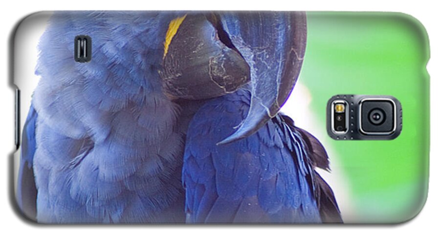 Parrots Galaxy S5 Case featuring the photograph Posie by Roselynne Broussard