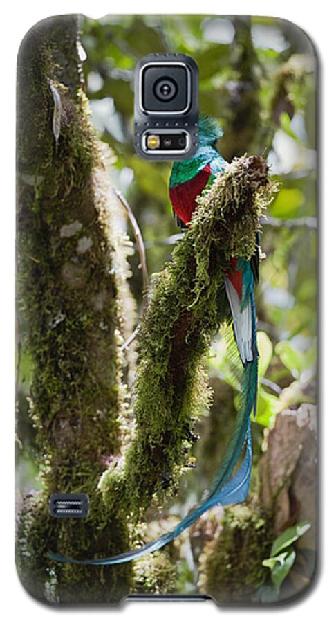 Feb0514 Galaxy S5 Case featuring the photograph Resplendent Quetzal Male Costa Rica #1 by Konrad Wothe