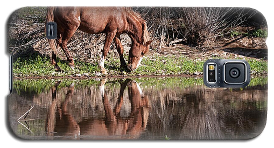 Horse Galaxy S5 Case featuring the photograph Salt River Wild Horse #1 by Tam Ryan