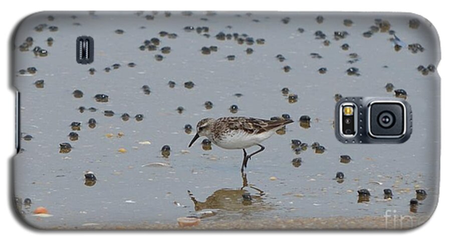 Birds Galaxy S5 Case featuring the photograph Semipalmated Sandpiper #1 by James Petersen