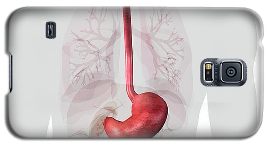 Stomach And Esophagus Isolated #1 Galaxy S5 Case by Hank Grebe