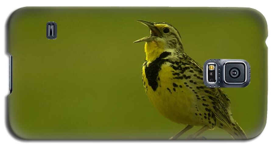 Birds Galaxy S5 Case featuring the photograph The Meadowlark Sings #1 by Jeff Swan