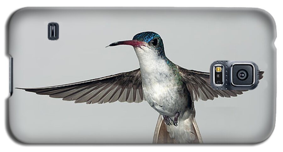 Arizona Galaxy S5 Case featuring the photograph Violet-Crowned Hummingbird #1 by Gregory Scott