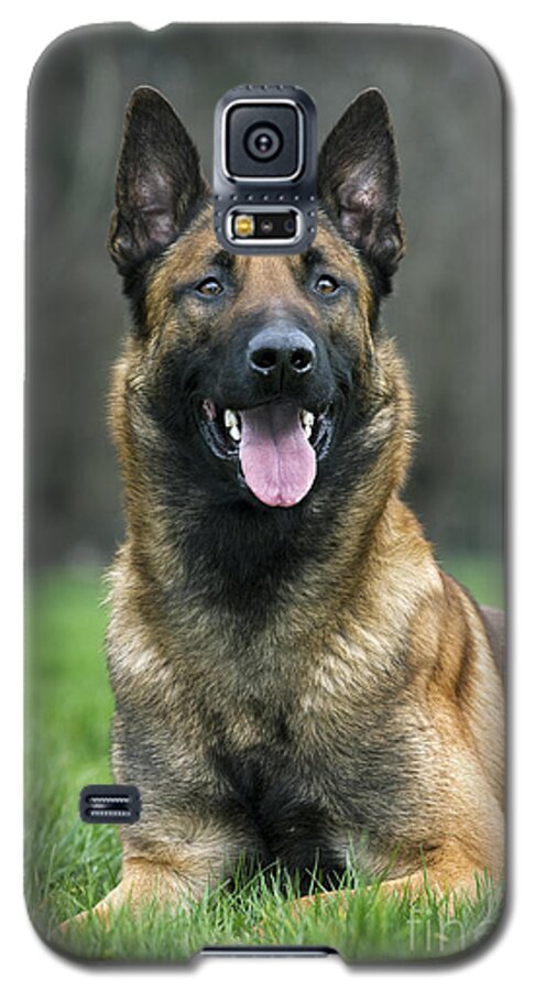 Belgian Shepherd Dog Galaxy S5 Case featuring the photograph 101130p022 by Arterra Picture Library