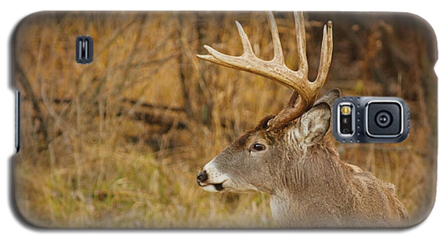 Antlers Galaxy S5 Case featuring the photograph 12 point White-tail by Larry Bohlin
