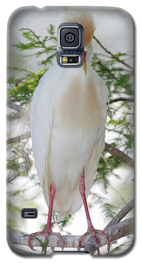 Animal Galaxy S5 Case featuring the photograph USA, Florida, St #17 by Jaynes Gallery
