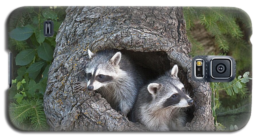 Raccoons Galaxy S5 Case featuring the photograph Awaiting Mom #2 by Sandra Bronstein