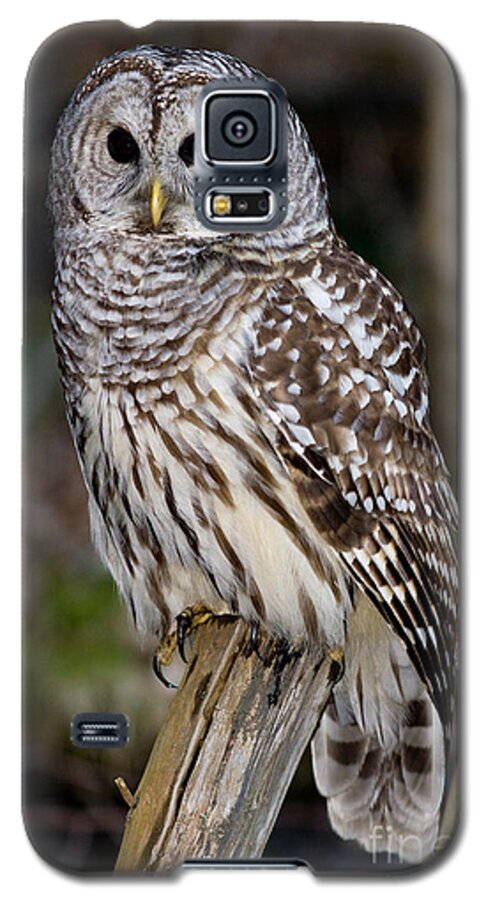 Animal Galaxy S5 Case featuring the photograph Barred Owl #2 by Les Palenik