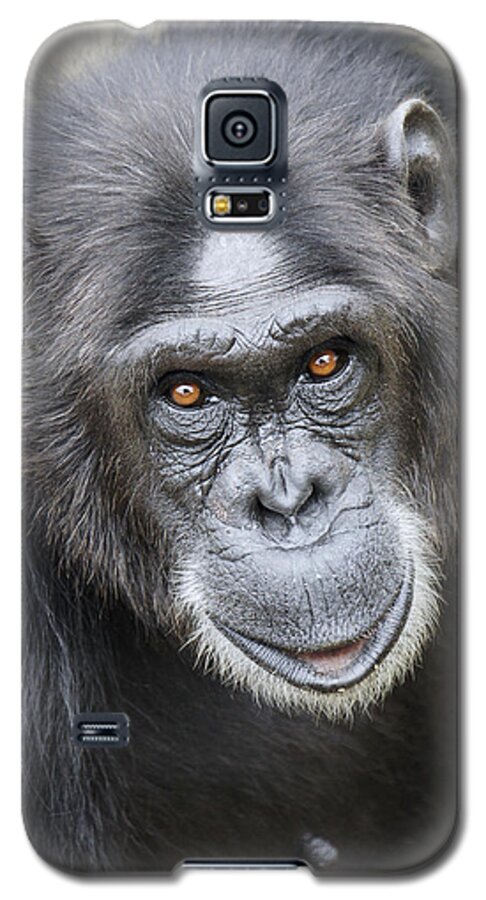 Hiroya Minakuchi Galaxy S5 Case featuring the photograph Chimpanzee Portrait Ol Pejeta #2 by Hiroya Minakuchi