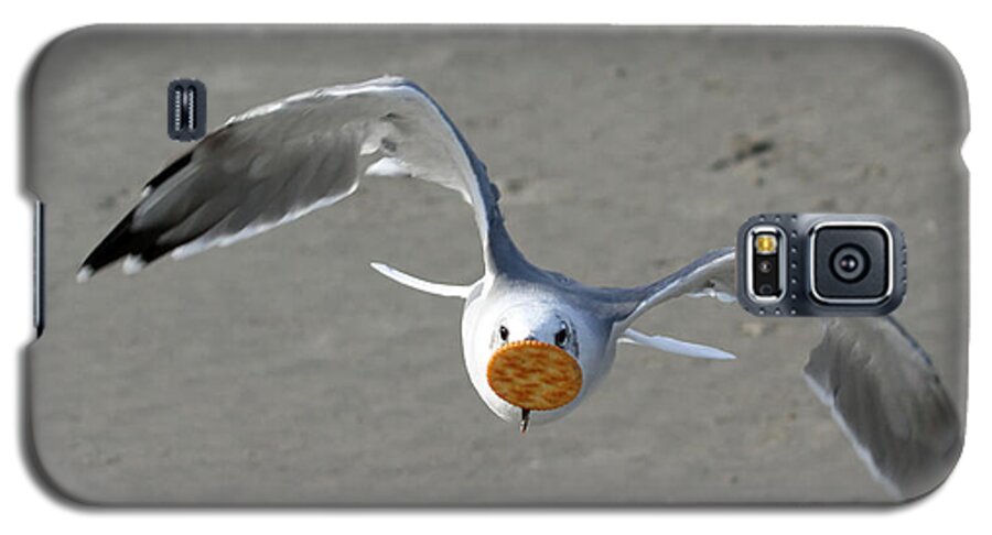 Seagulls Galaxy S5 Case featuring the photograph Cracker Snatcher by Geoff Crego