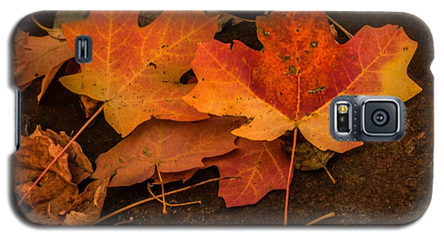 Fallen Leaves Galaxy S5 Case featuring the photograph West Fork Fallen Leaves by Tam Ryan