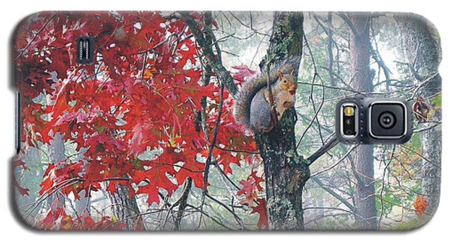 Squirrel Galaxy S5 Case featuring the photograph Gather Ye Nuts #2 by Joe Duket
