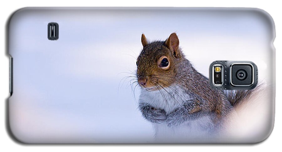 Grey Galaxy S5 Case featuring the photograph Grey Squirrel In Snow by Jeff Sinon